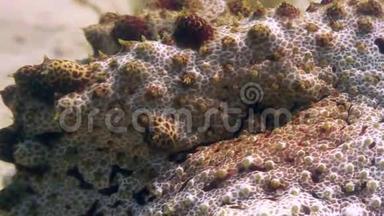 菲律宾野生动物海洋沙质<strong>海底</strong>的石鱼
